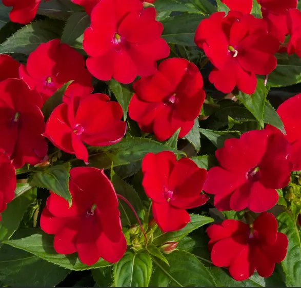 Sunpatiens Rouge
