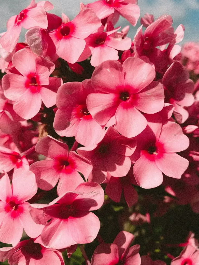 Géranium Droit Rose
