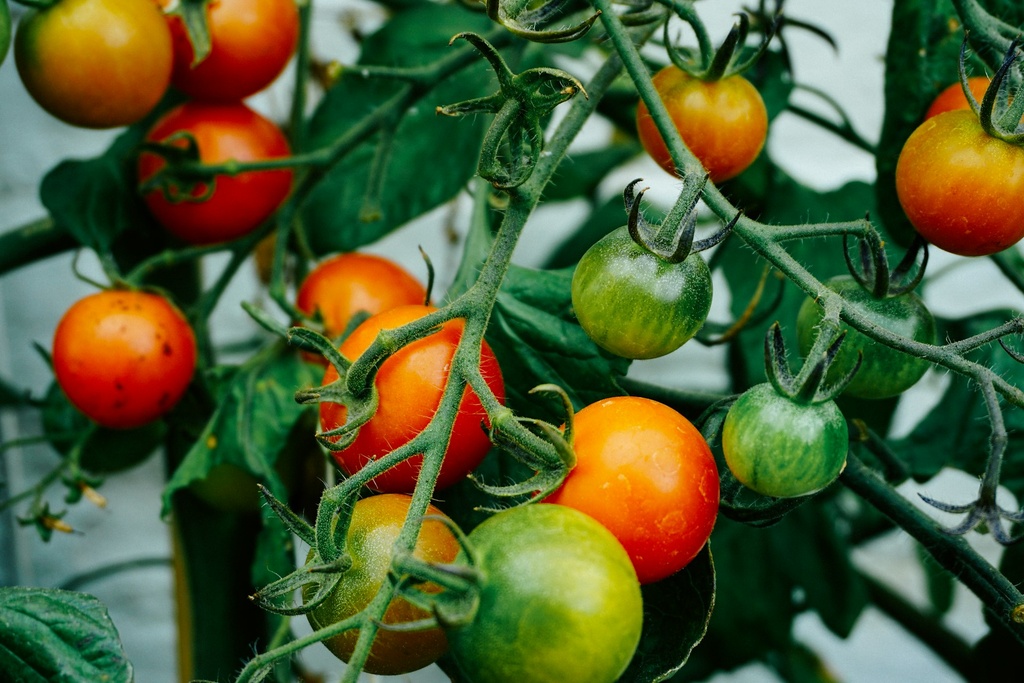 Tomate Cerise