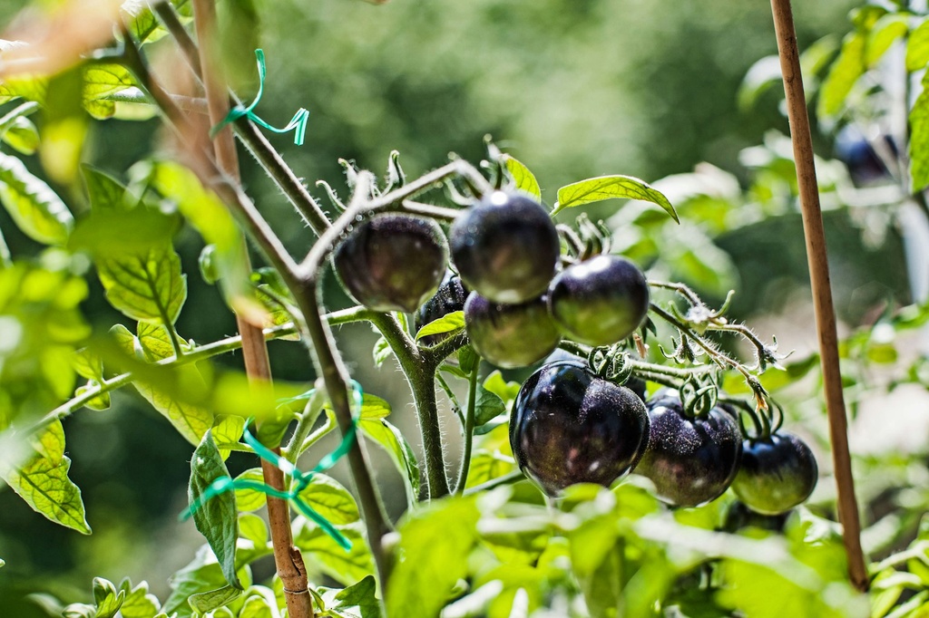 Tomate Noire de Crimée
