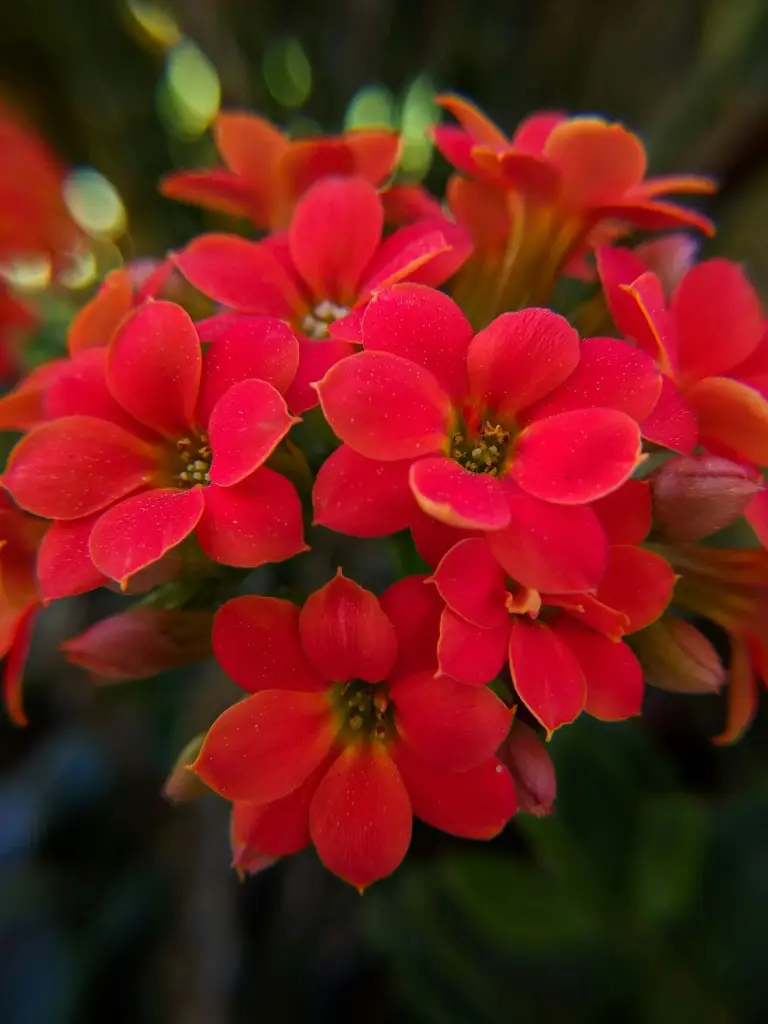Géranium Tombant Rouge