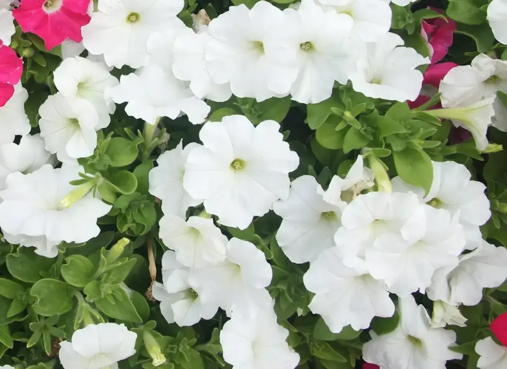 Géranium Tombant Blanc
