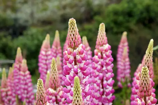Lupin Rose