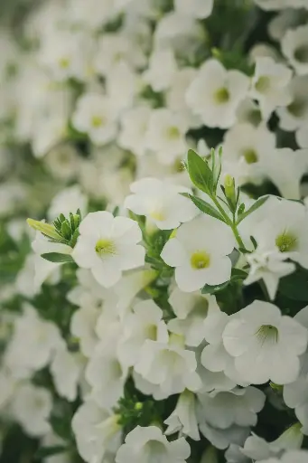 Géranium Droit Blanc