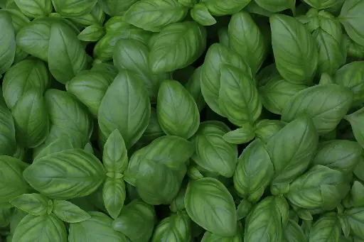 Basilic