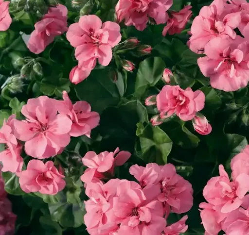 Géranium Tombant Rose