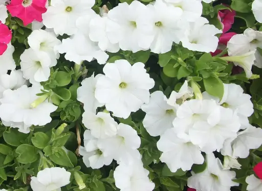 Géranium Tombant Blanc